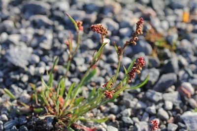 Schapenzuring - Rumex acetosella