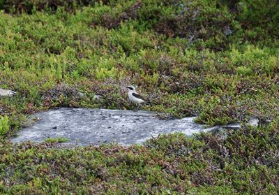 Tapuit - Wheatear - Oenanthe oenanthe