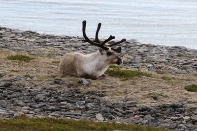 Rendier - Reindeer - Rangifer tarandus