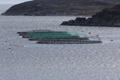 Zalm kwekerij