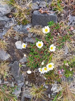 Zilverkruid - Dryas octopetala