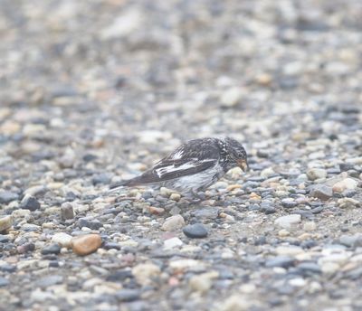Sneeuwgors - Snow bunting - Plectrophenax nivalis