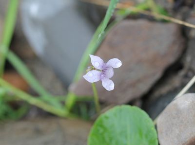 Moerasviooltje - Viola palustris