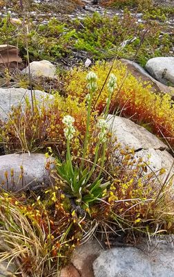 Moerasbieslelie - Tofieldia pusilla