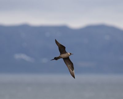Kleine jager - Parasitic Skua - Stercorarius parasiticus