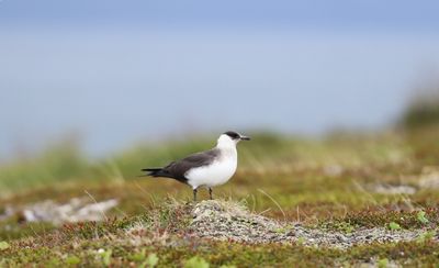 Kleine jager - Parasitic Skua - Stercorarius parasiticus