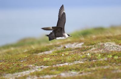 Kleine jager - Parasitic Skua - Stercorarius parasiticus