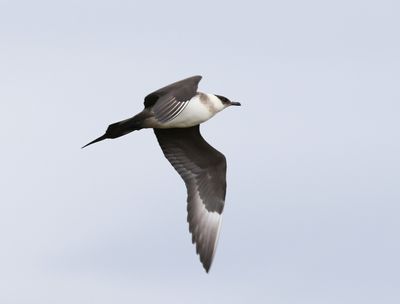 Kleine jager - Parasitic Skua - Stercorarius parasiticus