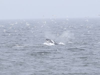 Bultrug - Humpback whale - Megaptera novaeangliae