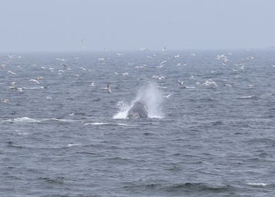Bultrug - Humpback whale - Megaptera novaeangliae