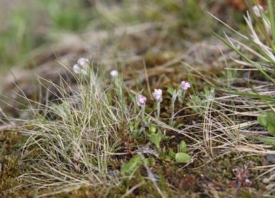 Rozenkransje - Mountain everlasting - Antennaria dioica