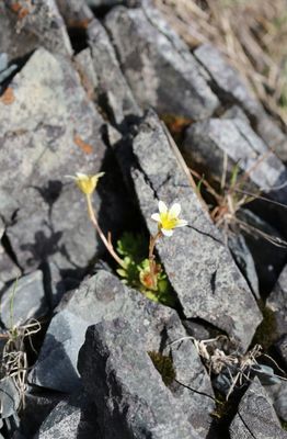 Getufte alpensteenbreek - saxifraga cespitosa