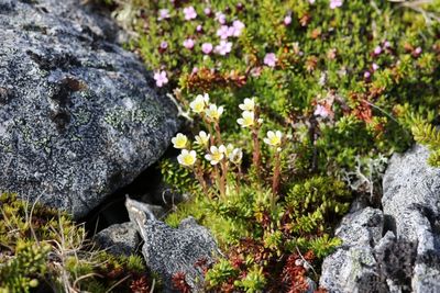 Getufte alpensteenbreek - saxifraga cespitosa