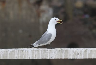 Drieteenmeeuw - Black-legged kittiwake - Rissa tridactyla