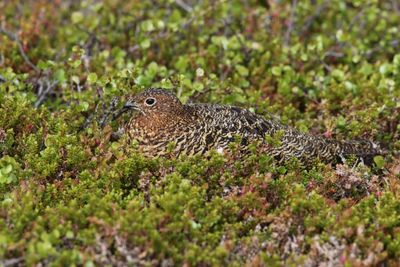 Moerassneeuwhoen - Lagopus lagopus