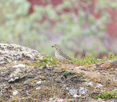 Graspieper - Meadow pipit - Anthus pratensis