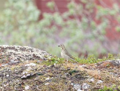 Graspieper - Meadow pipit - Anthus pratensis