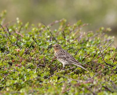 Roodkeelpieper - Anthus cervinus