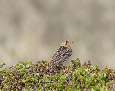 Roodkeelpieper - Anthus cervinus
