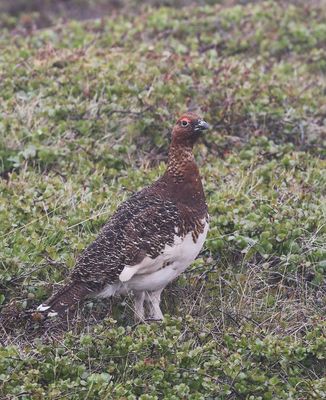 Moerassneeuwhoen - Lagopus lagopus