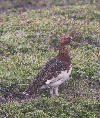 Moerassneeuwhoen - Lagopus lagopus