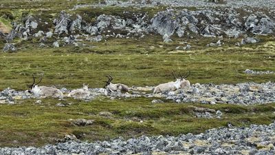 Rendier - Reindeer - Rangifer tarandus