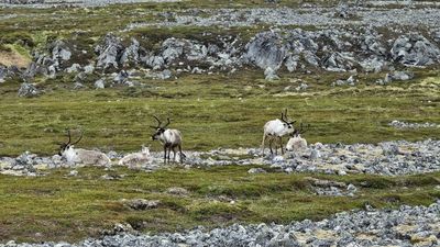 Rendier - Reindeer - Rangifer tarandus