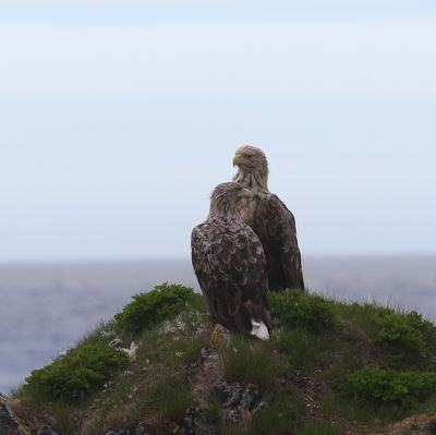 zeearend - White-tailed eagle - Haliaetus albicilla