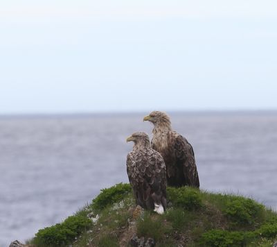 zeearend - White-tailed eagle - Haliaetus albicilla