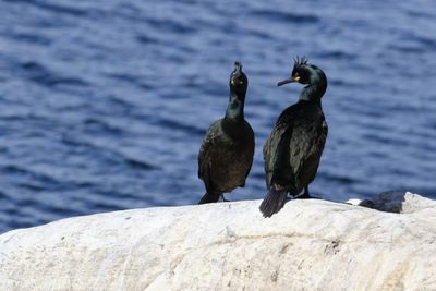 Kuifaalscholver - European shag - Phalacrocorax aristotelis