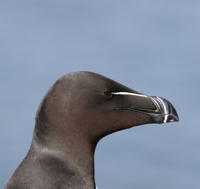 Alk - Razorbill - Alca torda