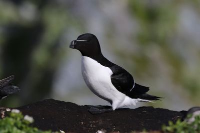 Alk - Razorbill - Alca torda