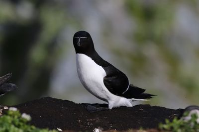Alk - Razorbill - Alca torda