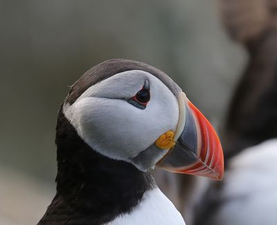 Papegaaieduiker - Atlantic puffin - Fratercula arctica