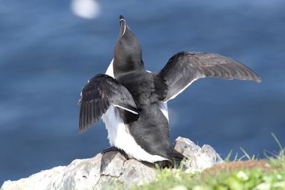 Alk - Razorbill - Alca torda