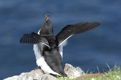 Alk - Razorbill - Alca torda