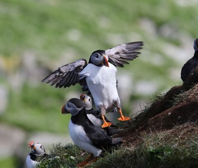Papegaaieduiker - Atlantic puffin - Fratercula arctica