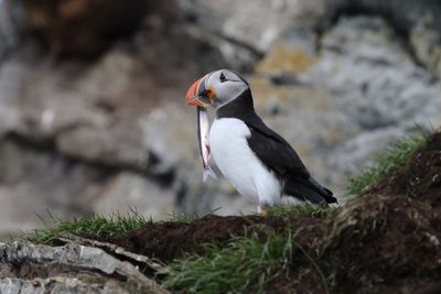 Papegaaieduiker - Atlantic puffin - Fratercula arctica