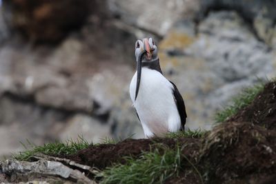 Papegaaieduiker - Atlantic puffin - Fratercula arctica