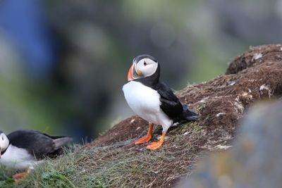 Papegaaieduiker - Atlantic puffin - Fratercula arctica