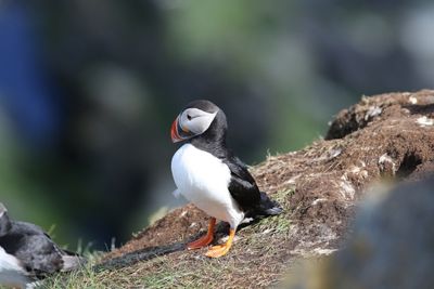 Papegaaieduiker - Atlantic puffin - Fratercula arctica