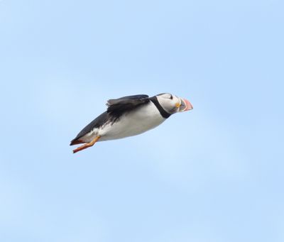Papegaaieduiker - Atlantic puffin - Fratercula arctica