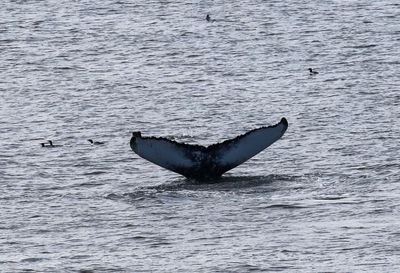 Bultrug - Humpback whale - Megaptera novaeangliae