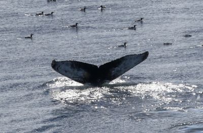 Bultrug - Humpback whale - Megaptera novaeangliae