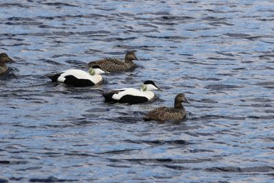 Eidereend - Eider - Somateria mollissima