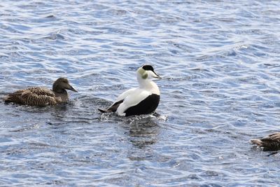 Eidereend - Eider - Somateria mollissima