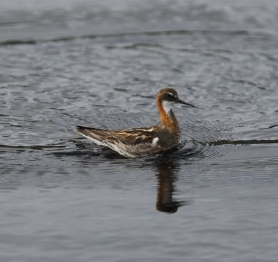 Grauwe franjepoot - Red-necked Phalarope - Phalaropus lobatus