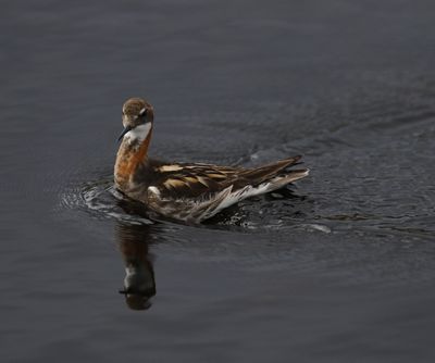 Grauwe franjepoot - Red-necked Phalarope - Phalaropus lobatus