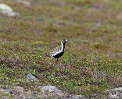 Goudplevier - Golden plover - Pluvialis apricaria