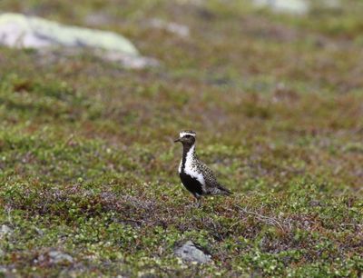 Goudplevier - Golden plover - Pluvialis apricaria